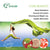 Prescia Detox Foot Pads – 30 Count | Natural Overnight Cleansing & Relaxation